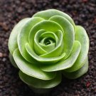 Mountain Rose Succulents Plants Perennial Indoor Succulent Plant 200 PCS Seeds
