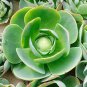 Mountain Rose Succulents Plants Perennial Indoor Succulent Plant 200 PCS Seeds