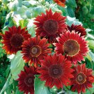 Moulin Rouge Gorgerous Red Ornamental Sunflower 15 PCS Seeds