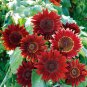 Moulin Rouge Gorgerous Red Ornamental Sunflower 15 PCS Seeds