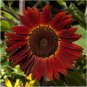 Moulin Rouge Gorgerous Red Ornamental Sunflower 15 PCS Seeds