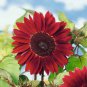 Moulin Rouge Gorgerous Red Ornamental Sunflower 15 PCS Seeds