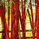 Moso red Bamboo 100 PCS Seeds Moso red Bamboo 100 PCS Seeds