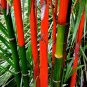 Moso red Bamboo 100 PCS Seeds