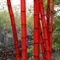 Moso red Bamboo 100 PCS Seeds