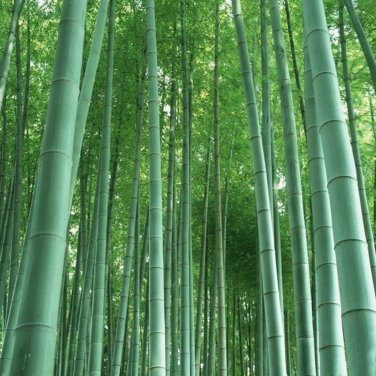 Moso Bamboo Phyllostachys Pubescens Giant 35 PCS Seeds