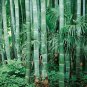 Moso Bamboo Phyllostachys Pubescens Giant 35 PCS Seeds