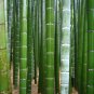 Moso Bamboo Phyllostachys Pubescens Giant 35 PCS Seeds