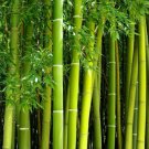 MOSO Bamboo Huge Mao Bamboo Bonsai 40 PCS Seeds
