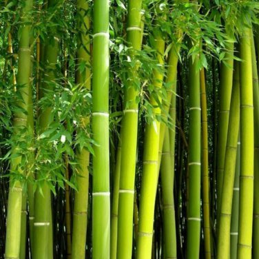 MOSO Bamboo Huge Mao Bamboo Bonsai 40 PCS Seeds