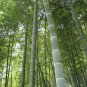 MOSO Bamboo Huge Mao Bamboo Bonsai 40 PCS Seeds