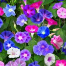 Morning Glory Mixed Colorful Petals with White Stripe Flower 20 PCS Seeds Morning Glory Mixed Colorful Petals with White Stripe Flower 20 PCS Seeds