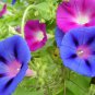 Morning Glory Mixed Colorful Petals with White Stripe Flower 20 PCS Seeds