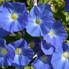 Morning Glory Ipomoea Flower 100 PCS Seeds