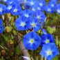 Morning Glory Ipomoea Flower 100 PCS Seeds
