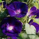 Morning Glory Dark Purple Flower 1 PCS Seeds Morning Glory Dark Purple Flower 1 PCS Seeds