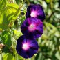 Morning Glory Dark Purple Flower 1 PCS Seeds