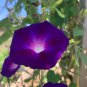 Morning Glory Dark Purple Flower 1 PCS Seeds