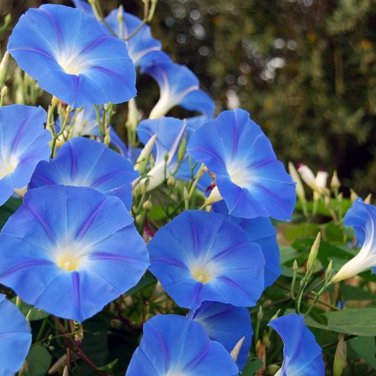 Morning Glory Blue Glory Fragrant Garden Climbing 100 PCS Seeds