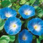Morning Glory Blue Glory Fragrant Garden Climbing 100 PCS Seeds