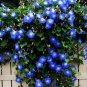 Morning Glory Blue Glory Fragrant Garden Climbing 100 PCS Seeds