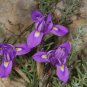 Moraea Pritzeliana 5 PCS Seeds