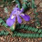 Moraea Pritzeliana 5 PCS Seeds