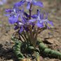 Moraea Pritzeliana 5 PCS Seeds
