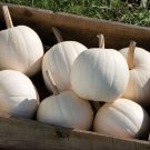 Moonshine Pumpkin Smooth Skinned White Pumpkin 10 PCS Seeds Moonshine Pumpkin Smooth Skinned White Pumpkin 10 PCS Seeds