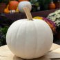 Moonshine Pumpkin Smooth Skinned White Pumpkin 10 PCS Seeds