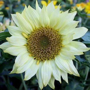 Moonshadow White Ornamental Sunflower 15 PCS Seeds