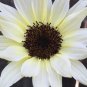 Moonshadow White Ornamental Sunflower 15 PCS Seeds