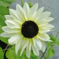 Moonshadow White Ornamental Sunflower 15 PCS Seeds