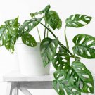 Monstera obliqua Flower Pot Plants Decor Pot Garden Turtle 100 PCS Seeds