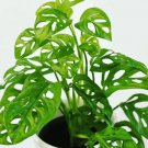 Monster Opliqua Evergreen Hybrid 100 PCS Seeds