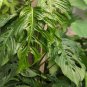 Monster Opliqua Evergreen Hybrid 100 PCS Seeds