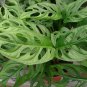 Monster Opliqua Evergreen Hybrid 100 PCS Seeds