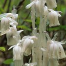 Monotropa Uniflora Indian Pipe Cheilotheca Humilis White Flowers 10 PCS Seeds Monotropa Uniflora Indian Pipe Cheilotheca Humilis White Flowers 10 PCS Seeds