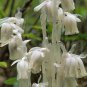 Monotropa Uniflora Indian Pipe Cheilotheca Humilis White Flowers 10 PCS Seeds
