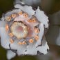 Monotropa Uniflora Indian Pipe Cheilotheca Humilis White Flowers 10 PCS Seeds