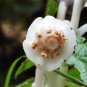Monotropa Uniflora Indian Pipe Cheilotheca Humilis White Flowers 10 PCS Seeds