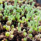 Monilaria Obconica Natural Hybrid Little Rabbit Succulent Plants 100 PCS Seeds