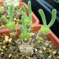 Monilaria obconica lovely green rabbit ears succulent bonsai plant 10 PCS Seeds