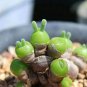 Monilaria obconica lovely green rabbit ears succulent bonsai plant 10 PCS Seeds