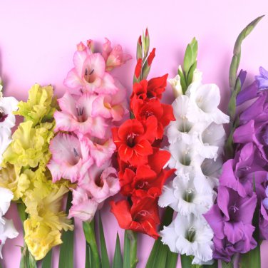 Multicolored Gladiolus Flower 120 PCS Seeds
