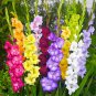 Multicolored Gladiolus Flower 120 PCS Seeds