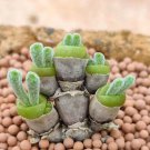 Monilaria Moniliformem Bonsai 100 PCS Seeds Monilaria Moniliformem Bonsai 100 PCS Seeds