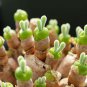 Monilaria Moniliformem Bonsai 100 PCS Seeds
