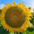 Mongolian Giant Sunflower 20 PCS Seeds Mongolian Giant Sunflower 20 PCS Seeds