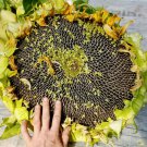 Mongolian Giant Sunflower 15 PCS Seeds